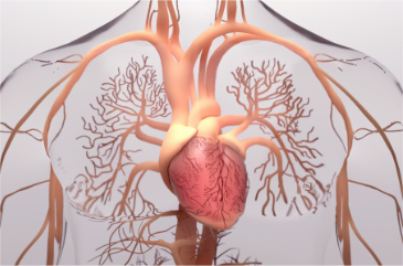 Read more about the article Palestra: Cuidados cardilógicos preventivos